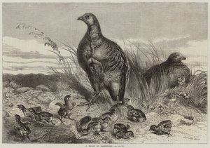 Partridge Brood of Partridges